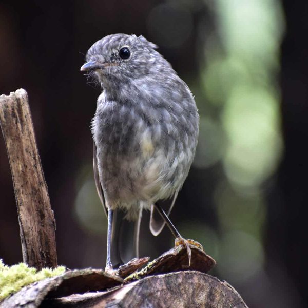 NZ-Native-Bird-scaled.jpg
